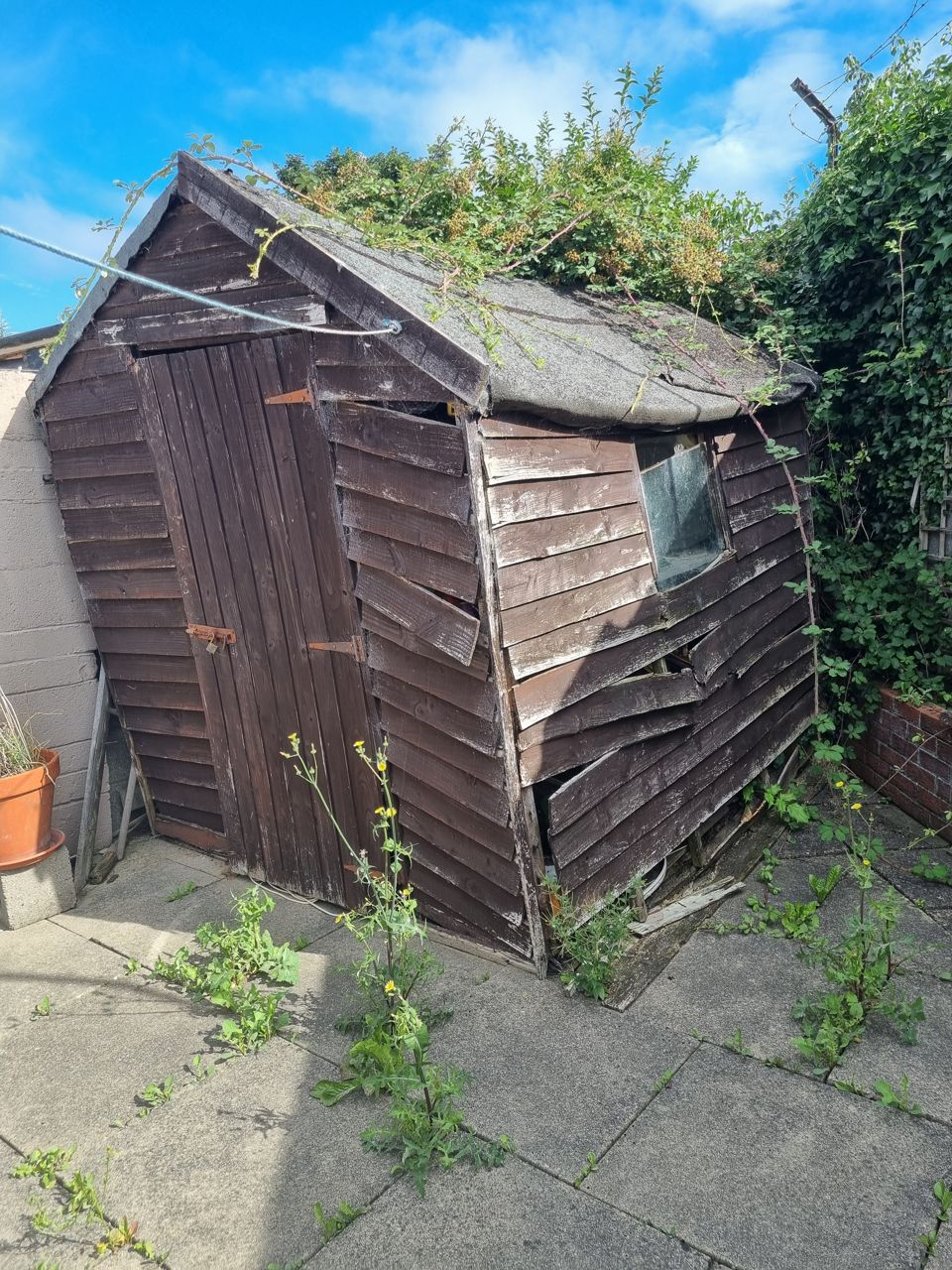 Old timber garden shed overgrown with ivy before removal